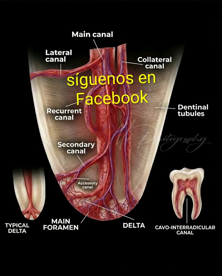 Síguenos en Facebook ✓