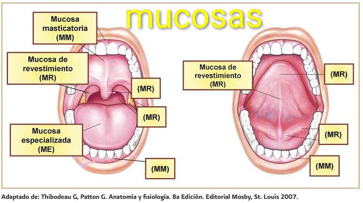 Test Autoevaluación de mucosas 